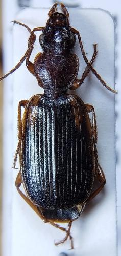 Cymindis etrusca pyrenaea